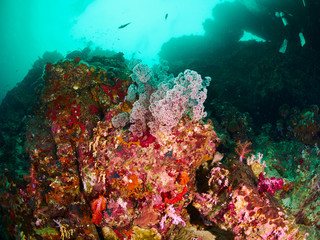 Naklejka na ściany i meble coral reef and reef fish