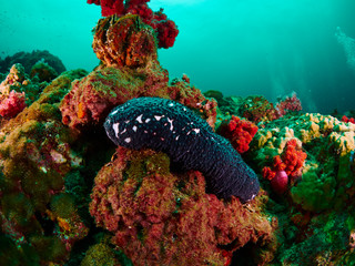 sea cucumber