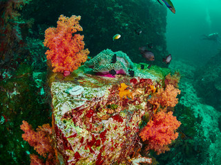 soft coral and anemone fish