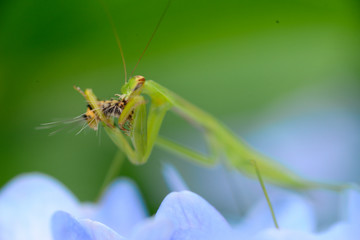hydrangea mantis