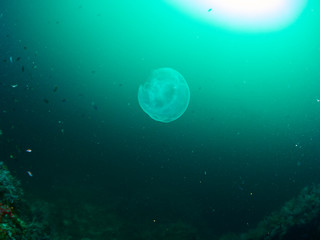 Fototapeta na wymiar Moon jellyfish