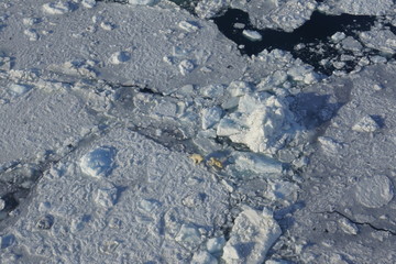 Polar bears Greenland