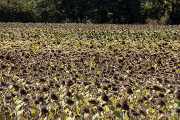 Obraz premium Field of drying sunflowers in valley of Dordogne river. France