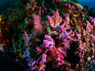 Fototapeta na wymiar coral reef and reef fish