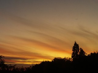 Obraz premium tree in autumn.Forest.landscape.