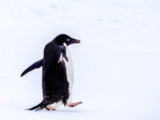 Portrait of an Adelie penguin walking on an ice floe in Antarctica
