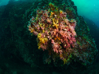 Fototapeta na wymiar soft coral and anemone fish