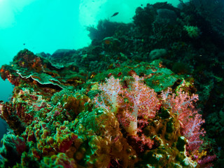 Fototapeta na wymiar soft coral and anemone fish