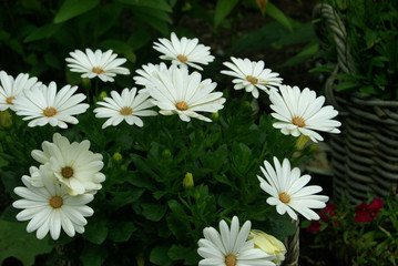 Arrangement white perennial flower in a basket