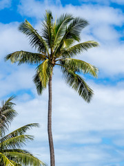 Fototapeta na wymiar Portrait of a single palm tree against blue sky in New Caledonia