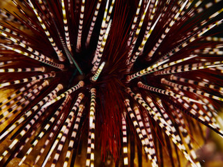soft coral