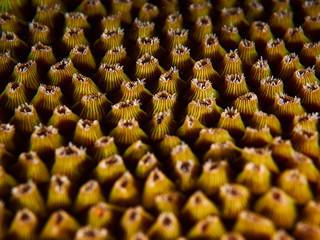soft coral