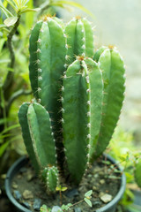 Fototapeta na wymiar close up of a cactus