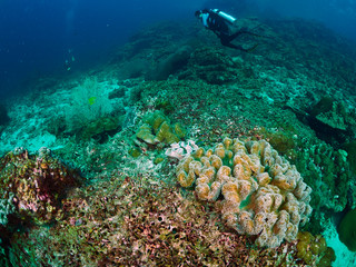 diver and reef soft coral