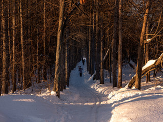 Beautiful winter landscape - People ski on a cross-country ski trail between tall trees