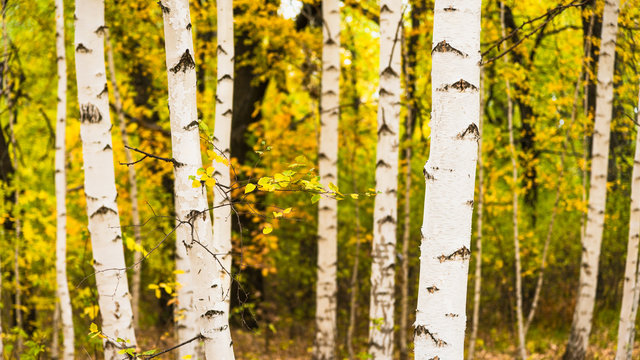 Beautiful autumn landscape - trunks of birch trees and a branch with yellow leaves and a forest with trees with yellow autumn foliage