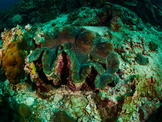 giant clam