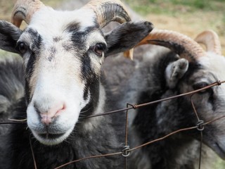 Portrait of swedish Gute sheep from the island of Gotland.