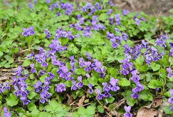 Fototapeta premium Violet flowers bloom in spring forest