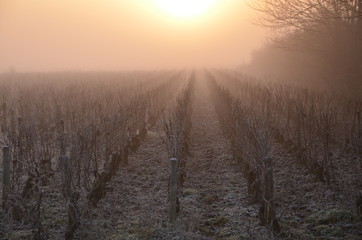lever de soleil sur les vignes  hivernales.