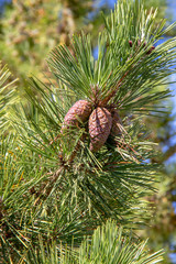 Jeunes pousses de pommes de pin