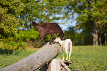 Fototapeta premium Goats on a deck in a sunny summer day on a background of green lawn.