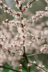 Close up of tree blossom across blue sky