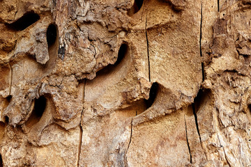 Wooden parasitized background.