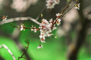 Close up of tree blossom across blue sky