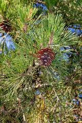 Jeunes pousses de pommes de pin