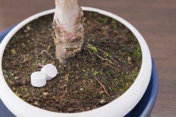 盆栽の根（Bonsai roots and fertilizer）