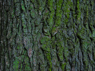 木肌と苔（Bark and moss）