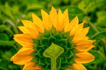 Sonnenblume