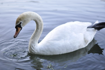 white Swan on pond, river, lake