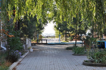 Sunny day in the yard among the trees