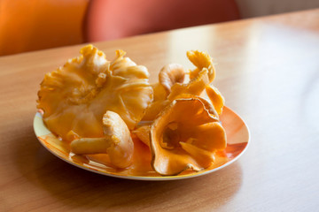 Raw chanterelle mushrooms in orange plate on wooden table. Culinary, recipe concept. Close-up, copy space
