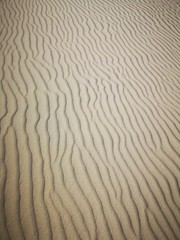Texel