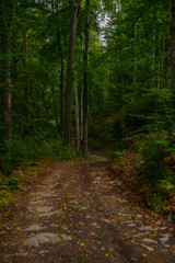 Fototapeta premium Mountain road in autumn forest