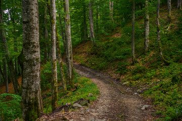 Mountain road in forest