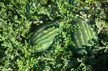 Organic watermelon field