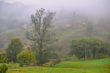 Obraz premium morning in the forest