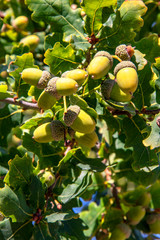 Obraz premium Glands sur chêne