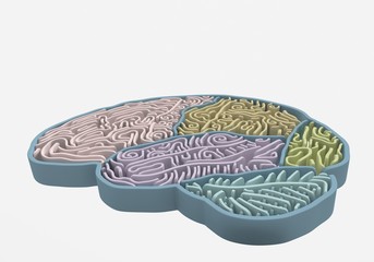 brain maze