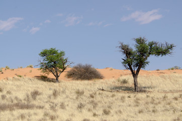 Naklejka na ściany i meble Parc national Kalahari Gemsbok, parc transfrontalier de Kgalagadi, Afrique du Sud