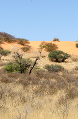 Fototapeta premium Parc national Kalahari Gemsbok, parc transfrontalier de Kgalagadi, Afrique du Sud