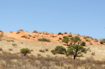 Parc national Kalahari Gemsbok, parc transfrontalier de Kgalagadi, Afrique du Sud