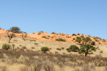 Parc national Kalahari Gemsbok, parc transfrontalier de Kgalagadi, Afrique du Sud
