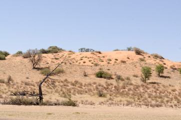 Parc national Kalahari Gemsbok, parc transfrontalier de Kgalagadi, Afrique du Sud