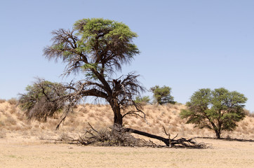 Parc national Kalahari Gemsbok, parc transfrontalier de Kgalagadi, Afrique du Sud