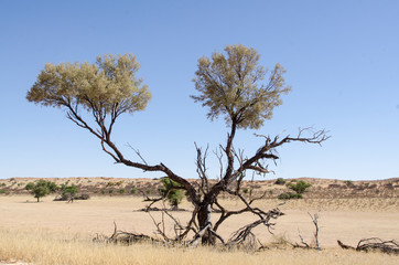 Parc national Kalahari Gemsbok, parc transfrontalier de Kgalagadi, Afrique du Sud